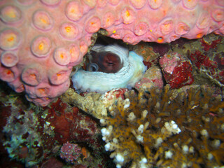 Octopus in the filipino sea 29.10.2012