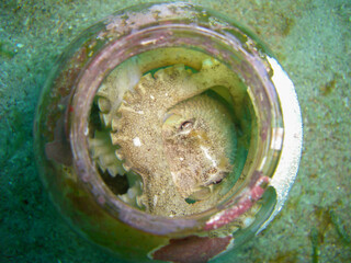 Octopus in a bottle in the filipino sea 22.11.2012