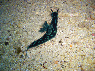 Nudibranch (Nembrotha Christata) in the filipino sea 8.11.2012