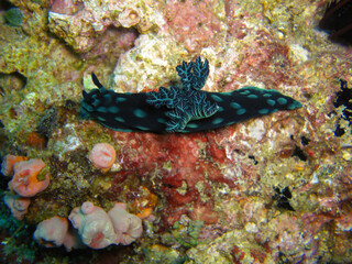 Nudibranch (Nembrotha Christata) in the filipino sea 8.11.2012