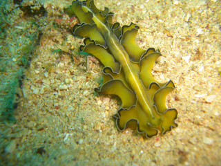 Nudibranch (Pseudobiceros Flowersi) in the filipino sea 7.12.2012