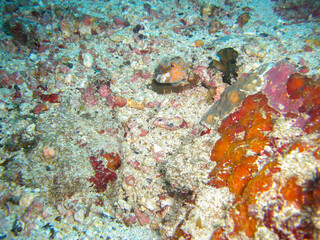 Naklejka na ściany i meble Longhorn Cowfish (Lactoria Cornuta) in the filipino sea 15.11.2012