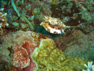 Longhorn Cowfish (Lactoria Cornuta) in the filipino sea 15.11.2012