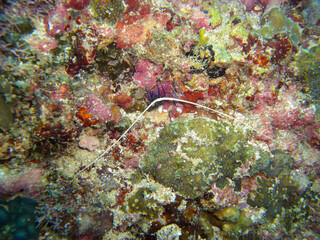 Lobster in the filipino sea 8.12.2012