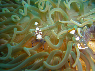 Clown Shrimp in the filipino sea 11.12.2012