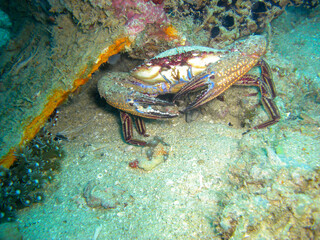 Crab in the filipino sea 11.12.2012
