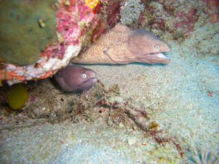 White eyed Moray Eel (Siderea Thyrsoidea) in the filipino sea 20.11.2012