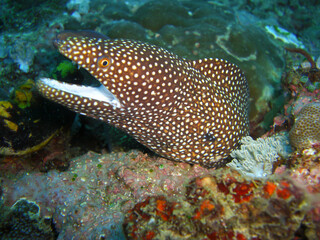 Naklejka na ściany i meble Whitemouth Moray Eel (Gymnothorax Meleagris) in the filipino sea 8.12.2012