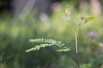 green plant close up in the garden.