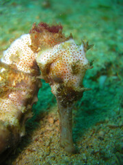 Sea Horse in the filipino sea 7.12.2012