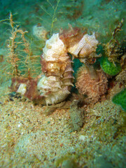 Sea Horse in the filipino sea 11.12.2012