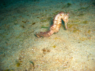 Sea Horse in the filipino sea 11.12.2012