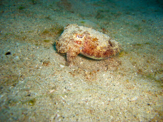 Sepie in the filipino sea 11.12.2012