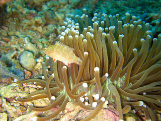 Fototapeta na wymiar Unknown Fish in an Anemone in the filipino sea 7.11.2012