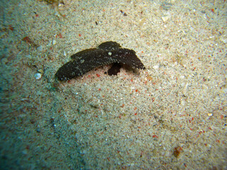 Cockatoo Waspfish (Ablabys Taenianotus) in the filipino sea 30.11.2012
