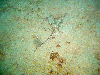 Obraz na płótnie Canvas Mimic Octopus (Thaumoctopus Mimicus) in the filipino sea 7.12.2012