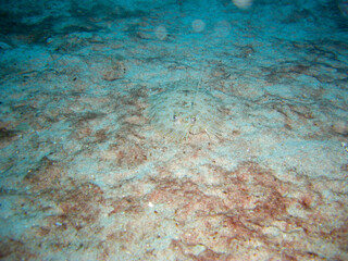 Leopard Flounder (Leopard Bothus Pantherinus) in the filipino sea 30.11.2012