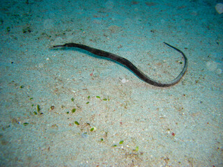 Pipefish (Doryhamphus) in the filipino sea 30.11.2012