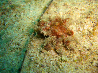Frogfish (Antennarius ) in the filipino sea 7.12.2012