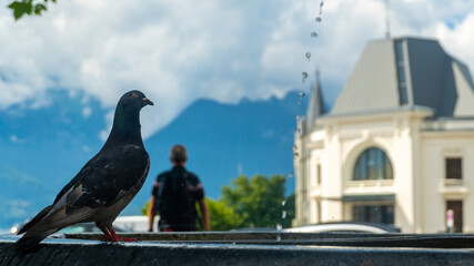 A dove in Vevey Switzerland