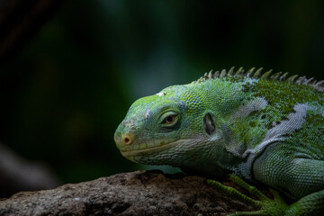 iguana on a branch