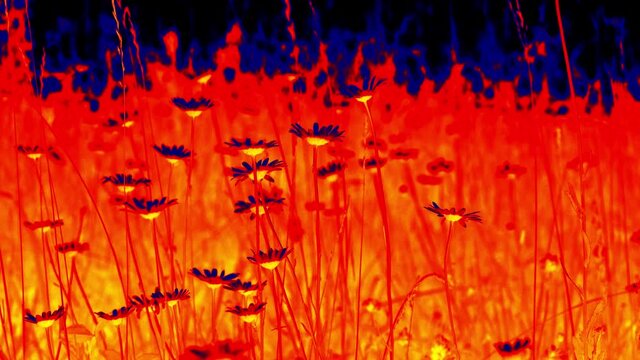 Star-shaped flowers, daisies in the meadow. Analog of heat imaging