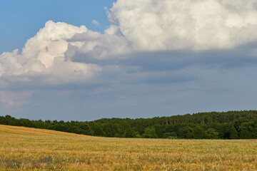 Obraz premium Summer landscape of blooming field and blue sky with low white cumulus clouds