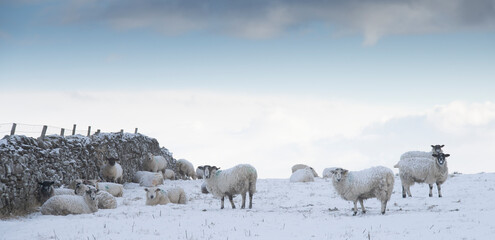 sheep in the snow near drystone wall
