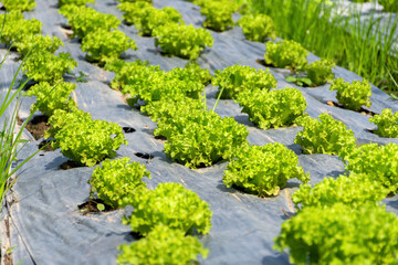 Fresh green lettuce in the organic vegetable farm.