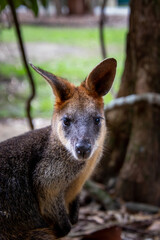 Wallaby close up image