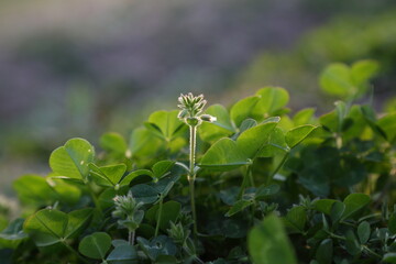 クローバー（シロツメクサ）の蕾