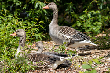 graylag geese (Anser anser) family on the bank of a lake