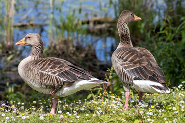 adult graylag geese (Anser anser) on a meadow with daisies