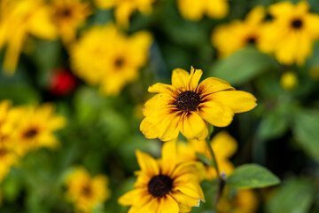 yellow flowers in the garden