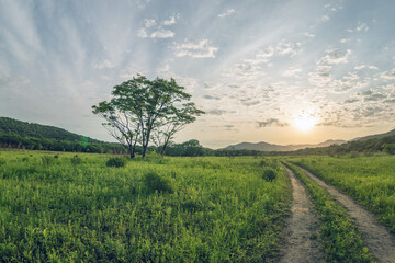 A road in a field. A lonely tree. The sun is setting in the clouds. Summer.