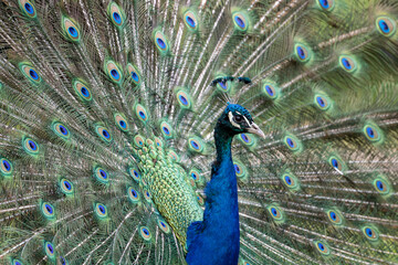 portrait of a male Indian peafowl (Pavo cristatus) on display