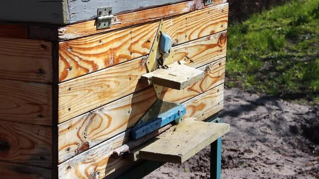 Honey is a beekeeping product. Bees fly out and fly into the round entrance of a wooden vintage beehive in an apiary close up view. Honey bees swarming and flying around their beehive.
