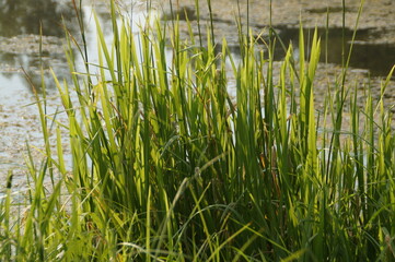 Obraz premium grass and water