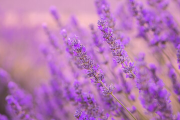 Lavender flowers in a lavender field. (Isparta Kuyucak lavanta köyü). Kuyucak Isparta lavender village. Turkey.	