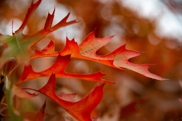 oak leaves