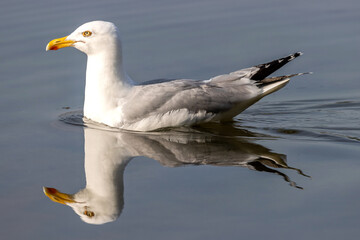 adult European herring gull (Larus argentatus) on water