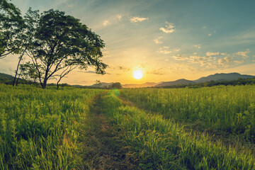 The road in the field. A lonely tree. The sun goes down in the mountains. Summer.
