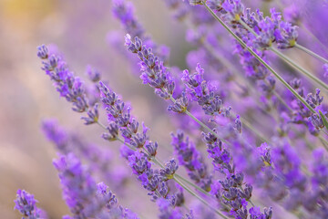 Naklejka premium Lavender flowers in a lavender field. (Isparta Kuyucak lavanta köyü). Kuyucak Isparta lavender village. Turkey. 