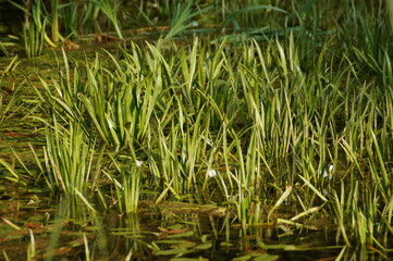 grass and water