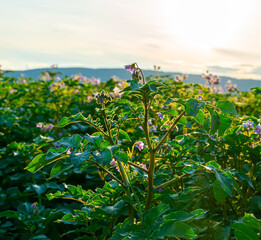 Potato field with plants in bloom. Close up with shallow depth of field