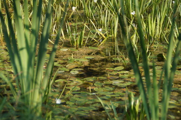 white water lily