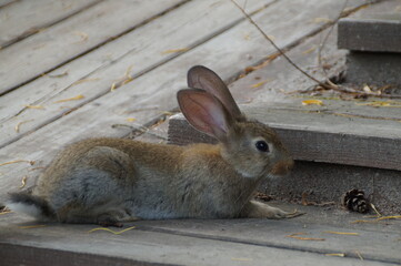 rabbit in the garden