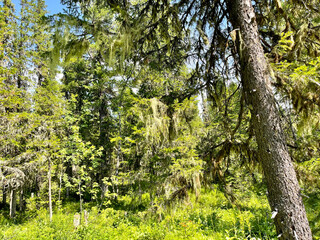 Obraz premium The forest zone when climbing the Dyatlov pass. Russia, Northern Urals