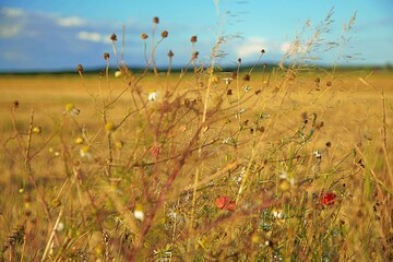 Dzikie polne kwiaty w letnim słońcu - obrazy, fototapety, plakaty