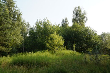 Obraz premium lake in the forest